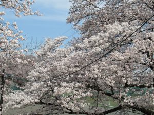 桜が満開を迎えました