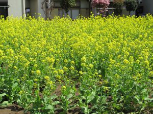 満開の菜の花